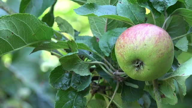 apple fruits hanging on apple tree