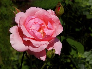 pink rose close up