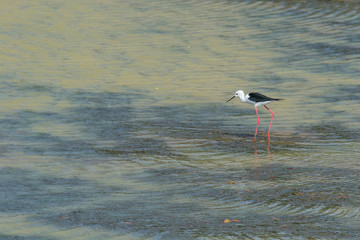 Black winged stilt in Yala National Park, Sri Lanka.
