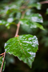 Blätter im Regen