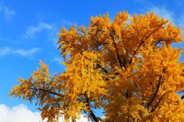 Ginkgobaum im Sonnenlicht