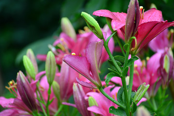 Lilies in drops of water after rain