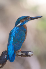 Eisvogel