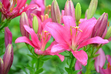 Lilies in drops of water after rain