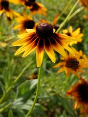 rudbekia flower