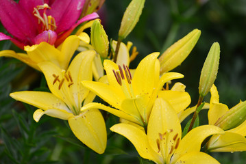 Lilies in drops of water after rain