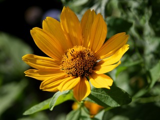 yellow flower tickseed