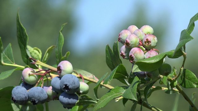 blueberries fruits hanging on blueberry plant