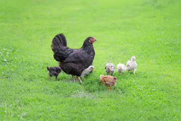 Chickens family