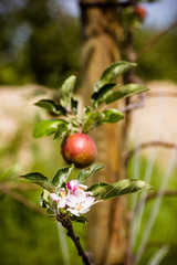 &Auml;pfel im alten Land 5