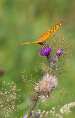 nacré tabac d'Espagne