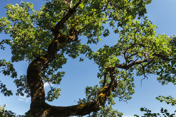 Quercus pyrenaica. Roble Melojo, Rebollo. Parque Natural Lago de Sanabria, Zamora.
