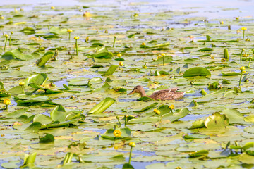 Female Duck Swimming on the river covered by water lilies 