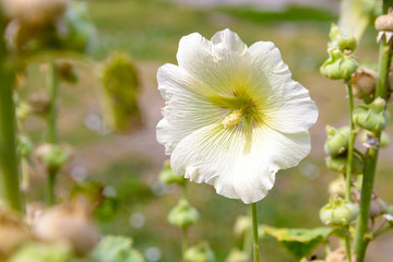 White Alcea Rosea