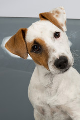 Jack Russell Terrier in front of grey background