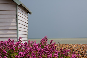 A splash of colour.
View past a beach hut on the English coast, UK. Looking out onto the English Channel with bright coloured flowers in the foreground.