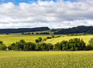 Summer landscape with green fields