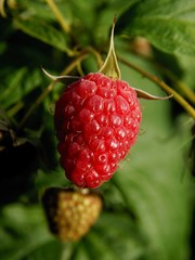ripe,red raspberry 