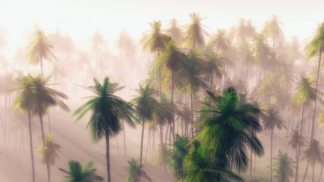 Jungle at dawn in the mist