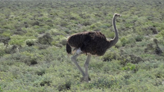 Group of Ostriches (Struthio Camelus) at Etosha National Park (Namibia)