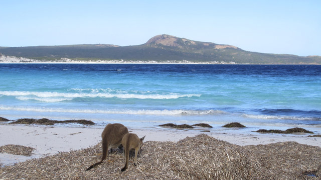 kangaroo, australia
