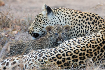 Obraz premium Leopard mother cares for her cub in gathering darkness