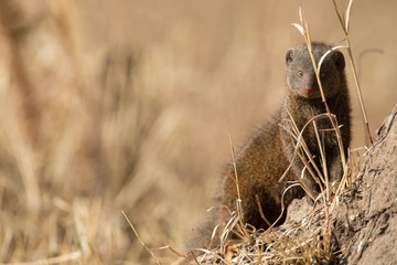 Dwarf mongoose family enjoy safety of their burrow