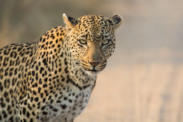 Leopard female close-up looking for danger in soft light