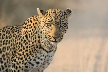 Gardinen Leopard female close-up looking for danger in soft light © Alta Oosthuizen