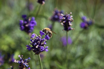Photograph of a bumblebee pollinating a flower.