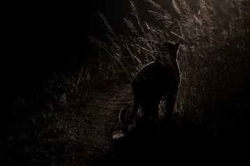Rolgordijnen Dangerous leopard walk in darkness to hunt for prey artistic con © Alta Oosthuizen