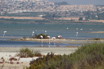 Flamencos en busca de alimento en Torrevieja