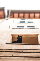 Cat on the window - dark