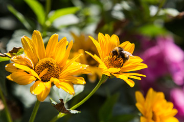 Photograph of a bumblebee pollinating a flower.