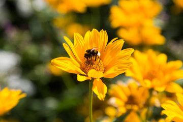 Photograph of a bumblebee pollinating a flower.