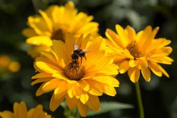 Photograph of a bumblebee pollinating a flower.