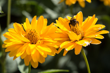Photograph of a bumblebee pollinating a flower.