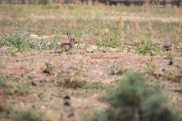 Bunny on Meadow
