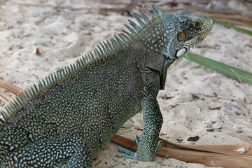 Iguane lizard portrait macro, close-up