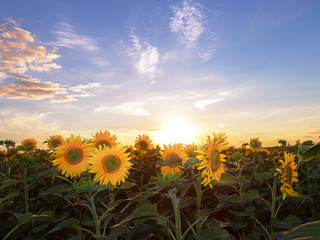Naklejka premium Sunset over the field of sunflowers against a cloudy sky.