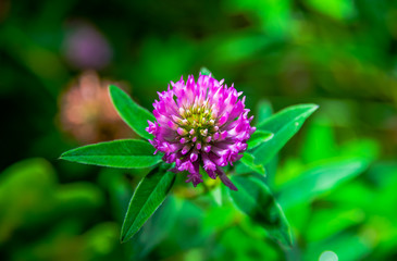 Trifolium pratense