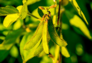  pods of common bean in garden