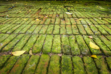 moist green moss covered bricks floor