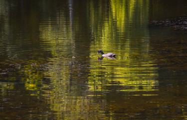 Obraz na płótnie Canvas duck on the pond