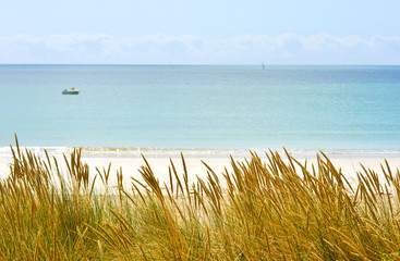 Strandhafer auf der Düne am Atlantik