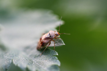 Closeup Plant Bug on Green Leaf. Macro Flying Insect.
