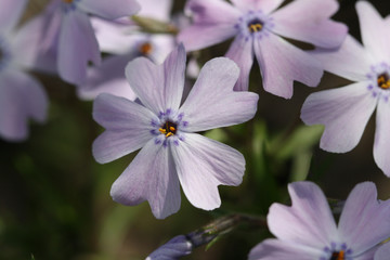 Set of Lovely Flowers. Alpine Phlox. Purple Creeping Phlox. 
