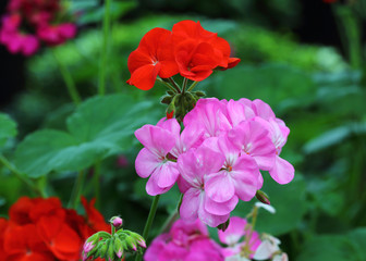 Fototapeta na wymiar beautiful red flowers, beautiful pink flowers