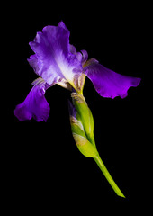 Bright purple iris with yellow speckles on a black background