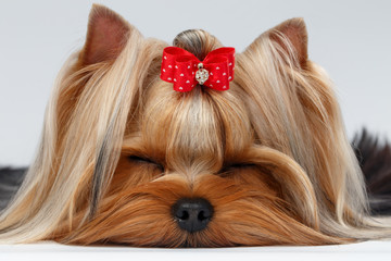 Closeup Yorkshire Terrier Dog with closed eyes Lying on White